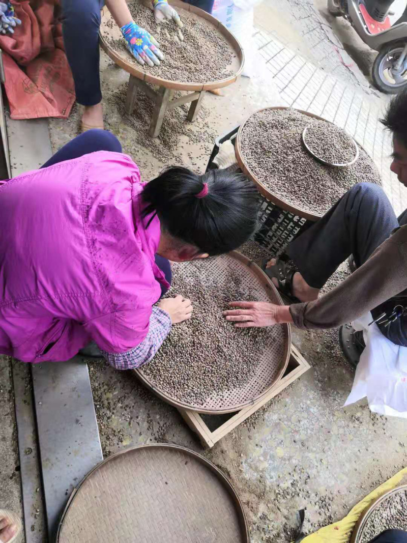 八角种子广西藤县古龙