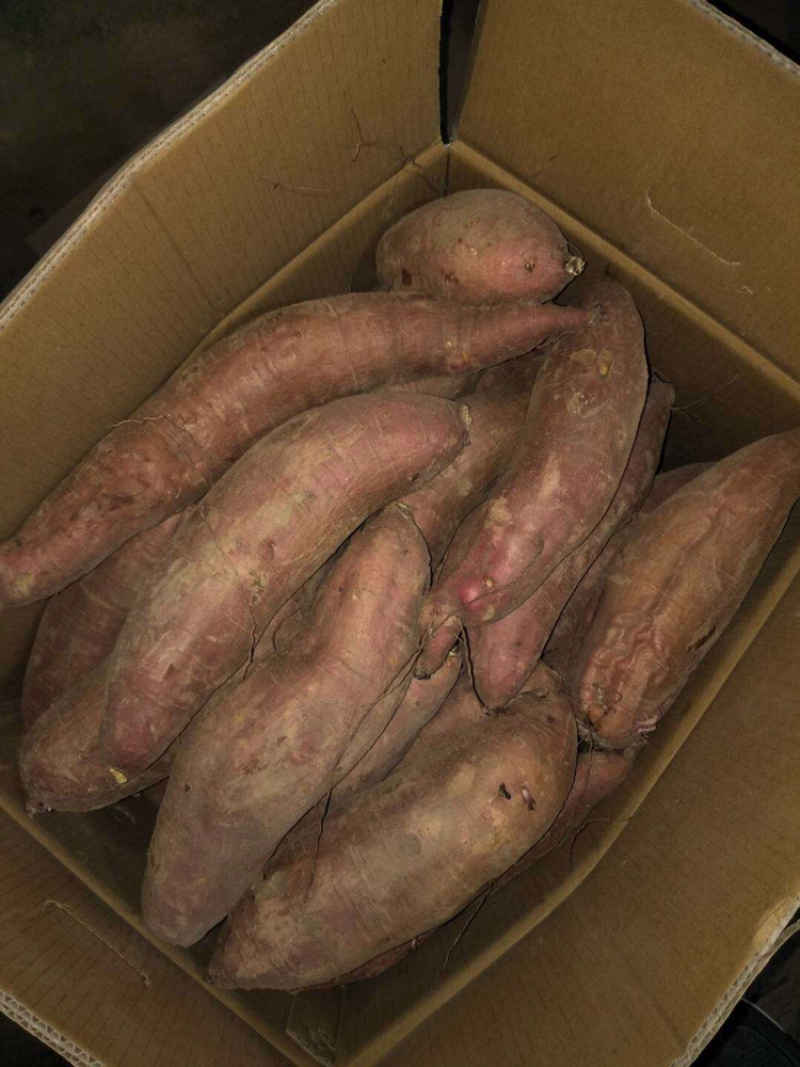 济薯26河北饶阳大量上市