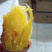 济薯26河北饶阳大量上市