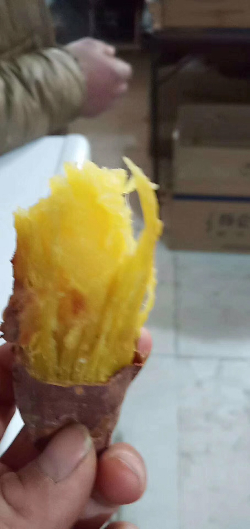 济薯26河北饶阳大量上市
