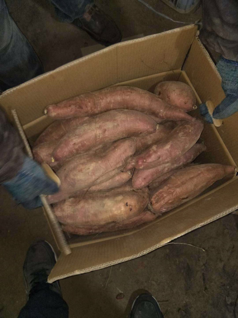 济薯26河北饶阳大量上市