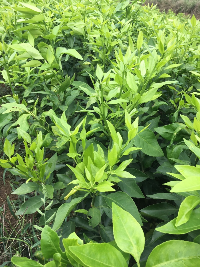 脐橙枝条柑橘枝条