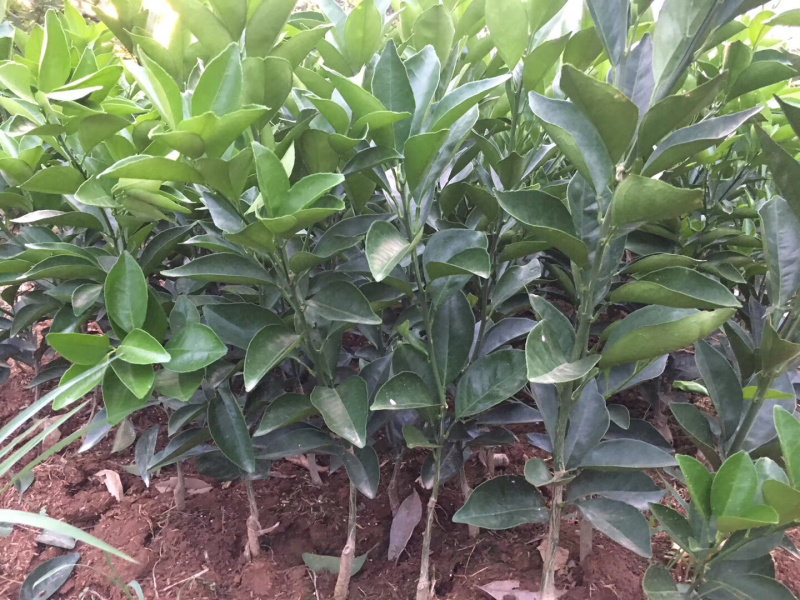 脐橙枝条柑橘枝条