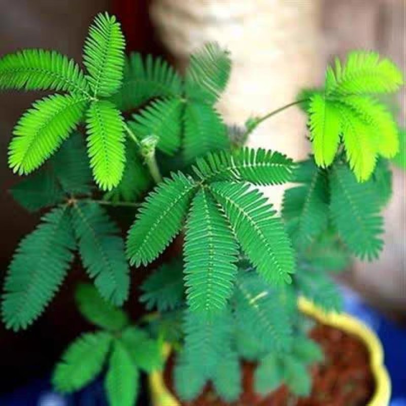 彩叶含羞草种子四季易种花卉盆栽植物种子阳台庭院种植含羞草