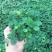 彩叶含羞草种子四季易种花卉盆栽植物种子阳台庭院种植含羞草