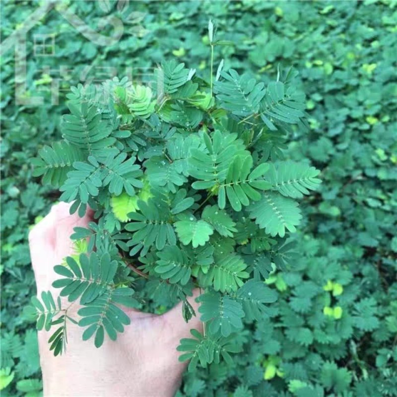 彩叶含羞草种子四季易种花卉盆栽植物种子阳台庭院种植含羞草