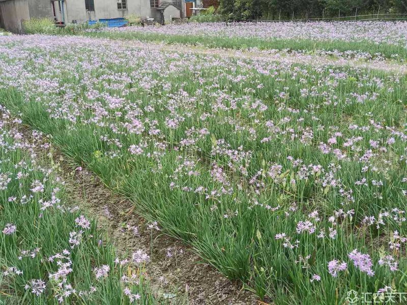 紫娇花紫娇花基地直销大量供应自产自销