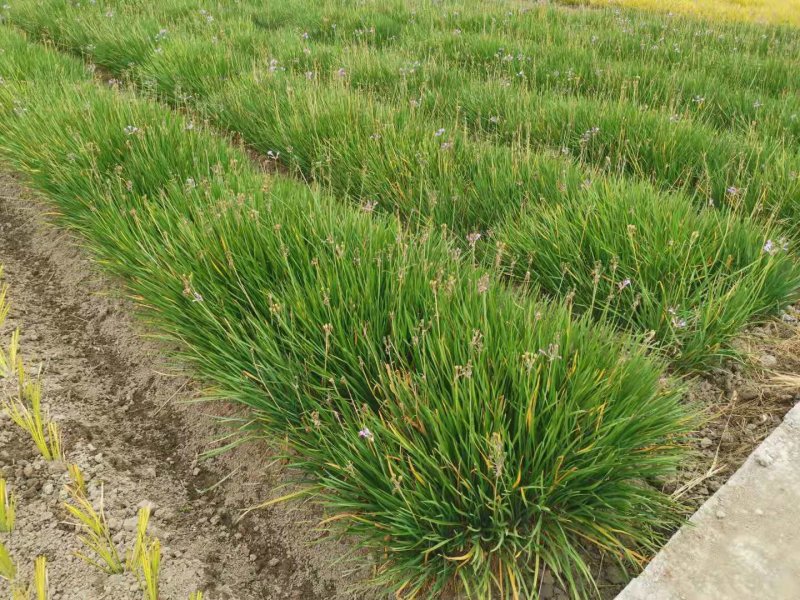 紫娇花紫娇花基地直销大量供应自产自销