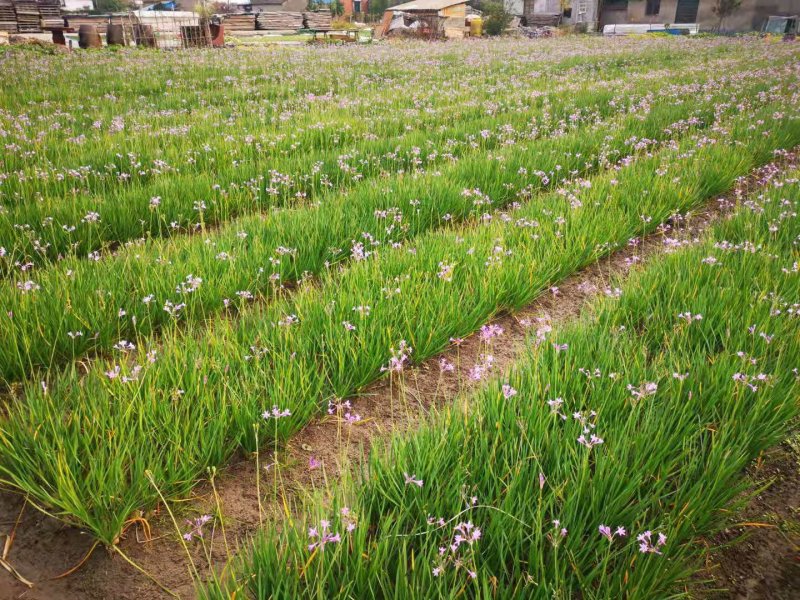 紫娇花紫娇花基地直销大量供应自产自销