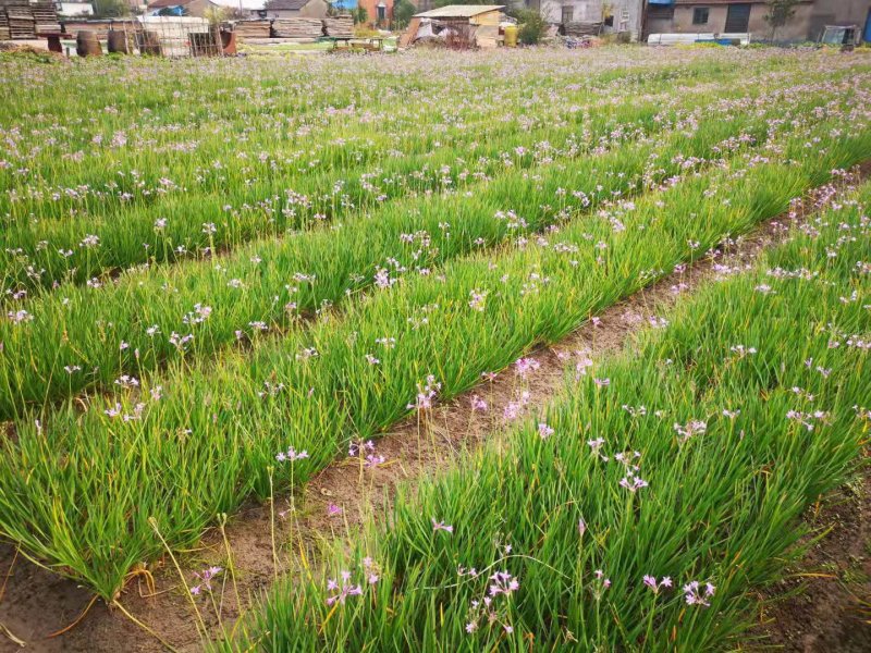 紫娇花紫娇花基地直销大量供应自产自销