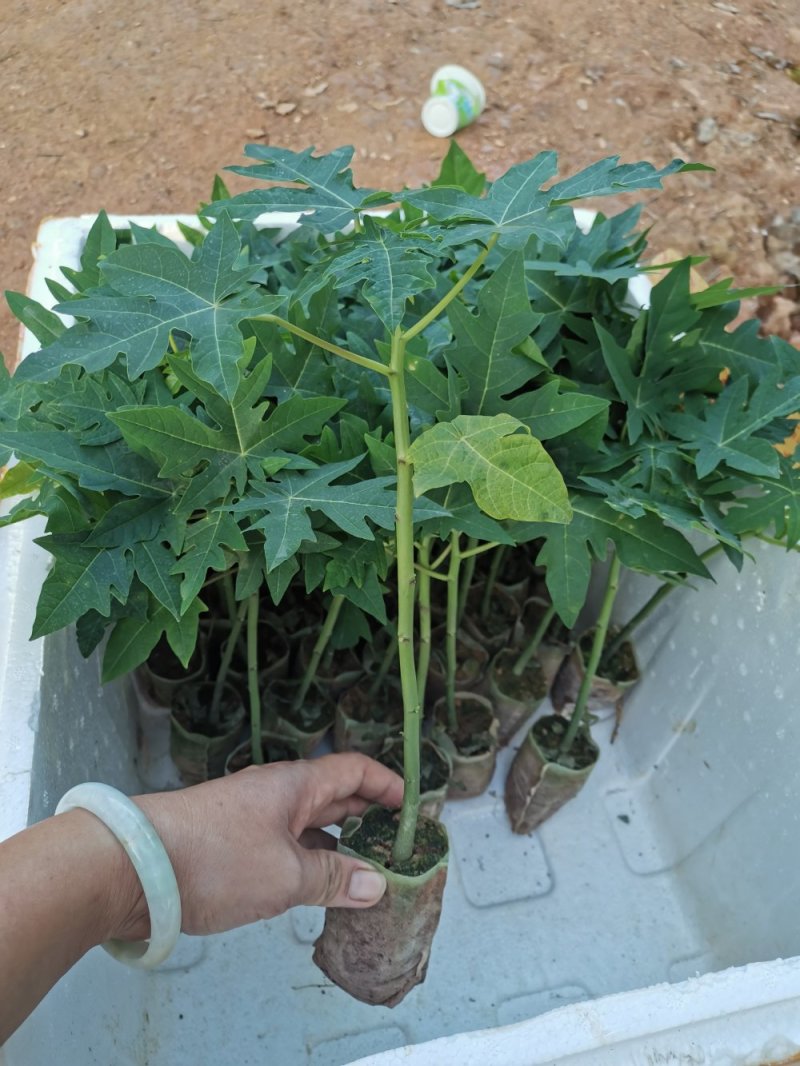 优质黄金木瓜，大青大白红肉水果木瓜，基地直销种植当年结果