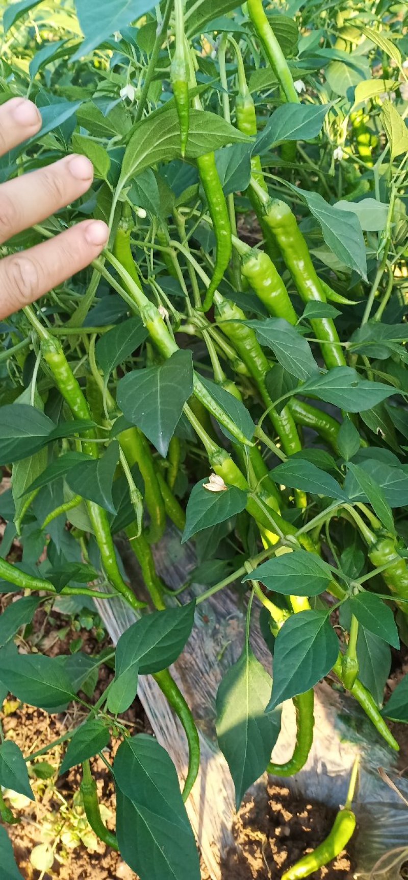各种辣椒苗可视频看货，在线现交易
