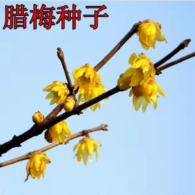 腊梅花种子浓香型黄梅花冬梅种子素心金梅花卉种子新腊梅花