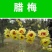 腊梅花种子浓香型黄梅花冬梅种子素心金梅花卉种子新腊梅花