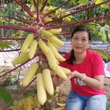 优质黄金木瓜，大青大白红肉水果木瓜，基地直销种植当年结果