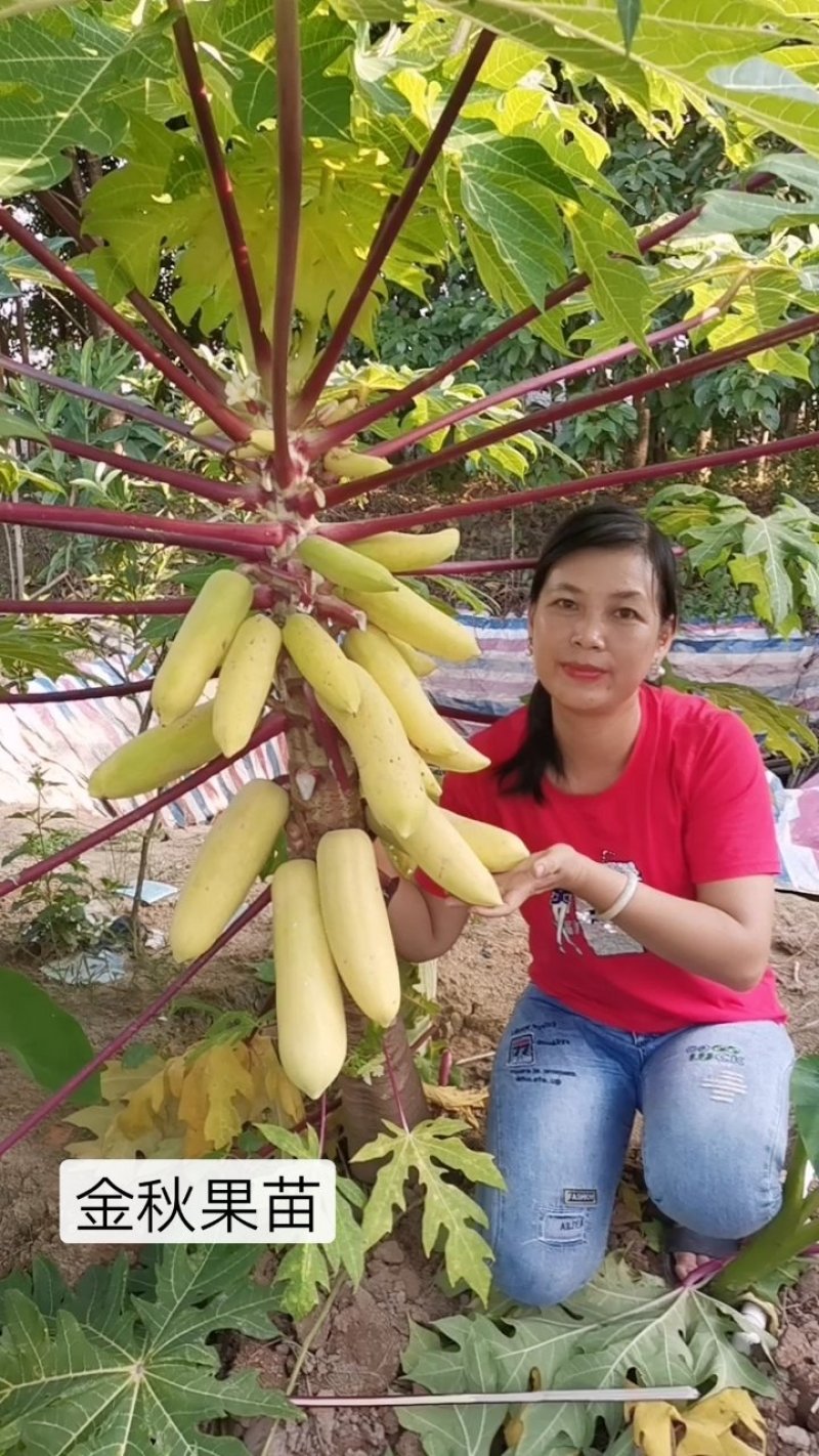 优质黄金木瓜，大青大白红肉水果木瓜，基地直销种植当年结果