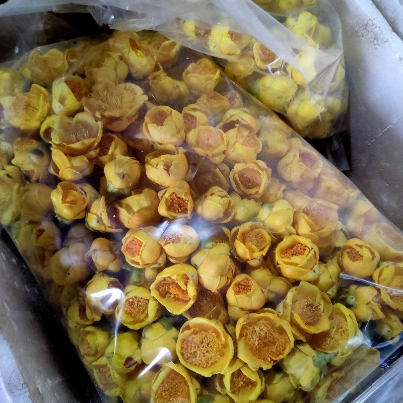 正宗广西防普金花茶烘干花金花茶冻干花基地直销