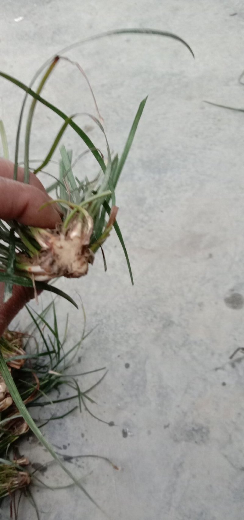 麦冬种苗，玉龙草，工程绿化苗