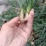 麦冬种苗，玉龙草，工程绿化苗