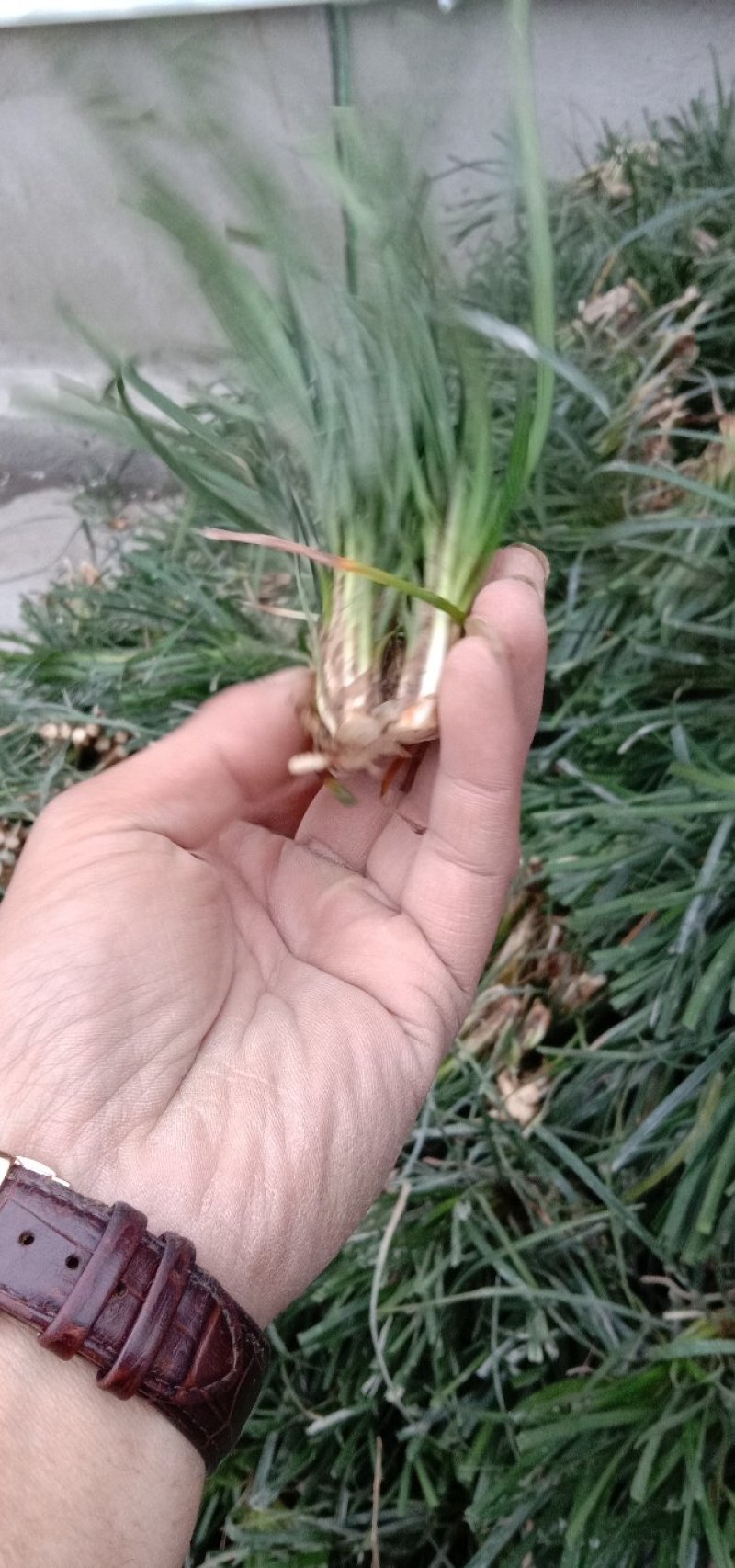麦冬种苗，玉龙草，工程绿化苗
