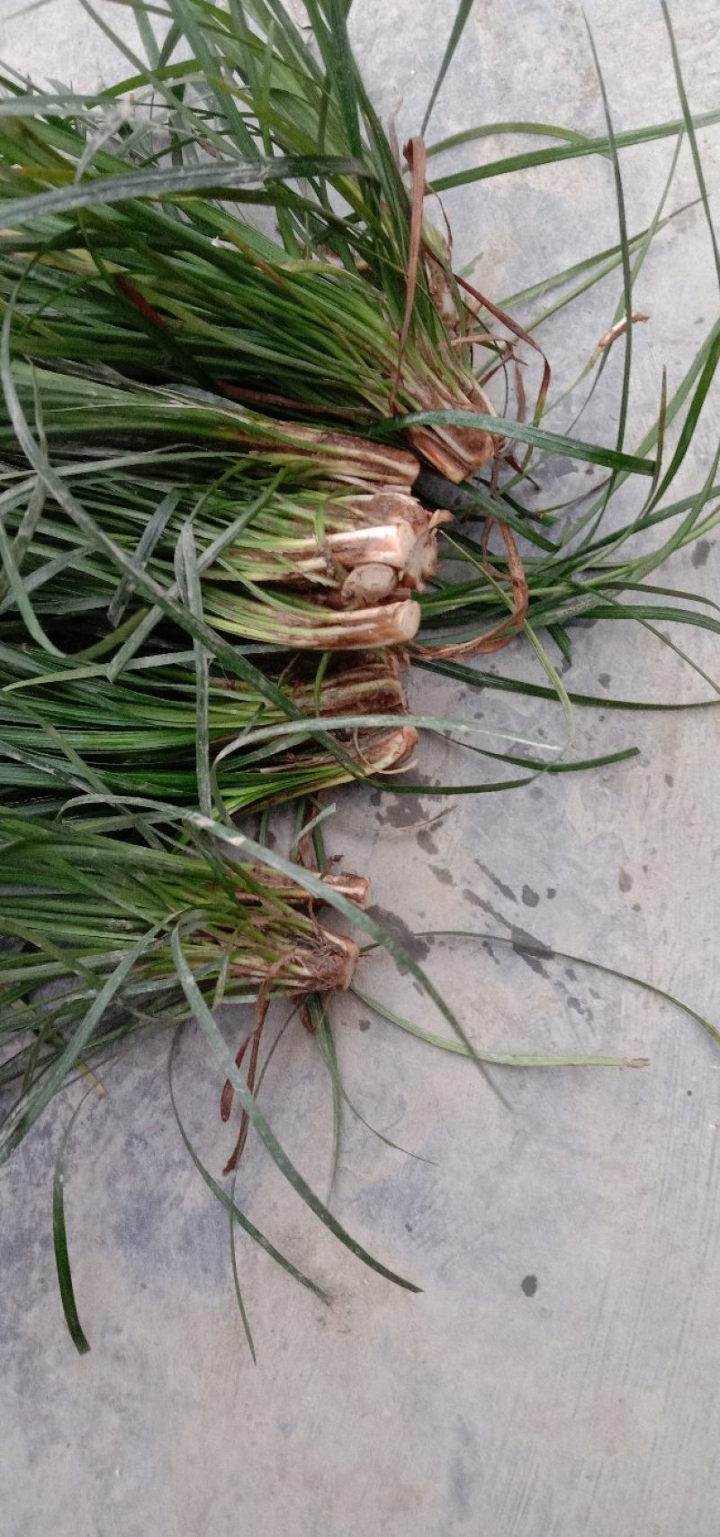 麦冬种苗，玉龙草，工程绿化苗