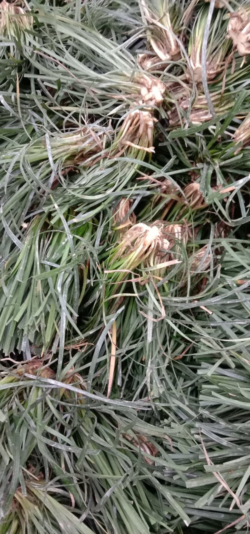 麦冬种苗，玉龙草，工程绿化苗