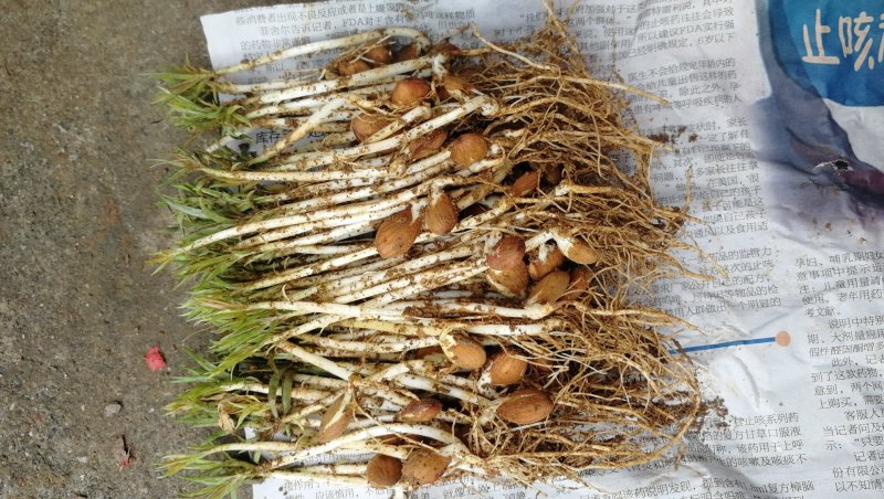 毛桃苗桃树幼苗桃核芽苗毛桃芽苗株高5-10厘米一千棵包邮