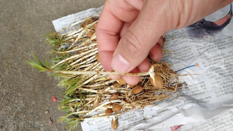 毛桃苗桃树幼苗桃核芽苗毛桃芽苗株高5-10厘米一千棵包邮