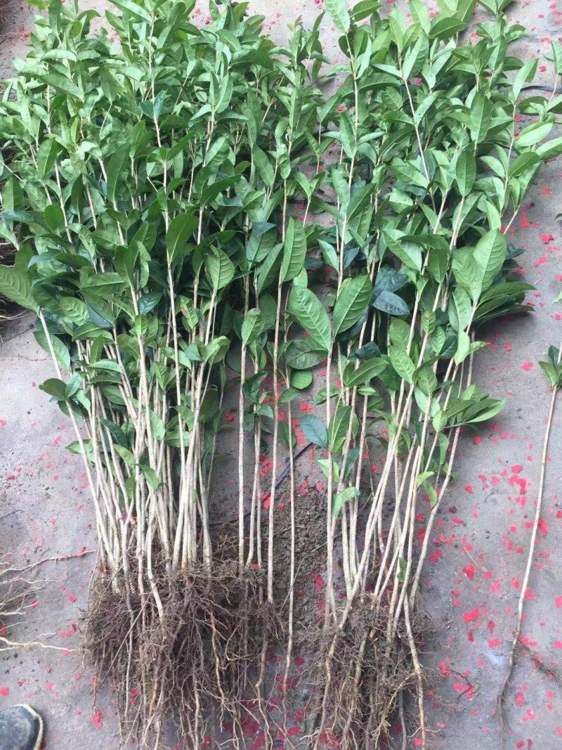 桂花苗八月桂浓香型桂树苗桂花苗1年苗2年苗3年苗规格齐全