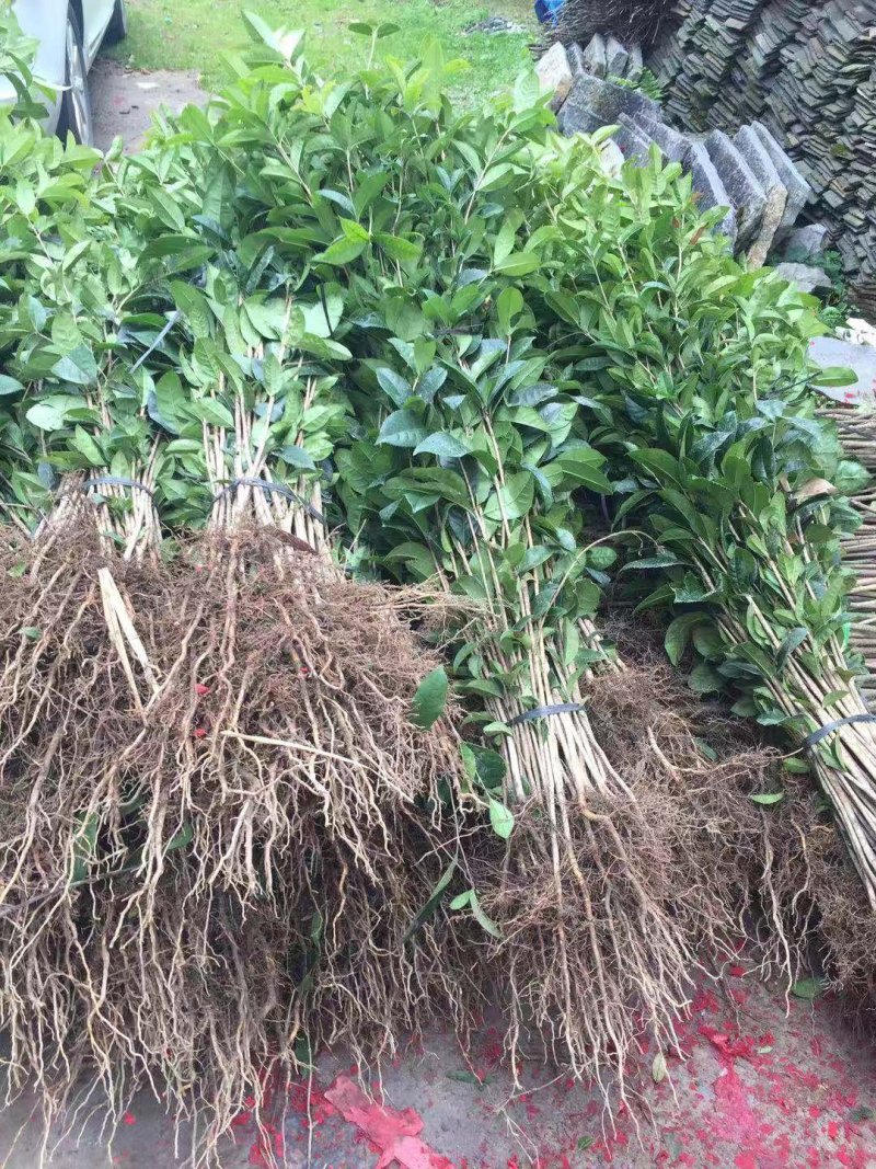桂花苗八月桂浓香型桂树苗桂花苗1年苗2年苗3年苗规格齐全