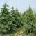 新采一级雪松种子正宗印度雪松树种子进口雪松籽宝塔松树种包