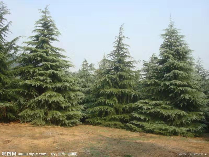 新采一级雪松种子正宗印度雪松树种子进口雪松籽宝塔松树种包