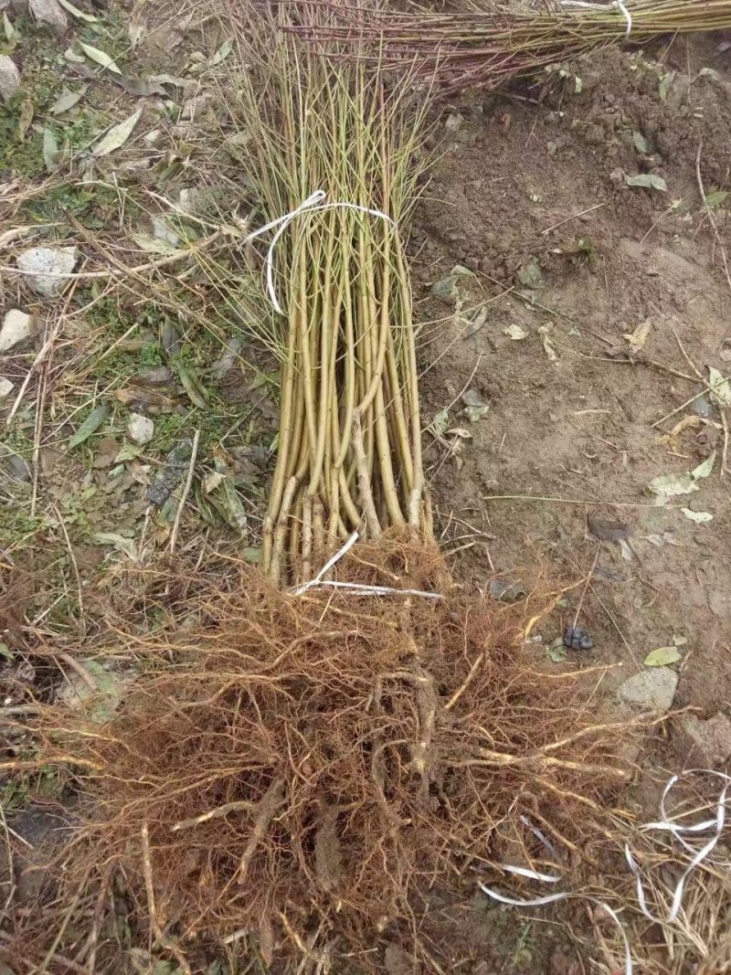 血桃苗品种纯正，现挖现卖，赠送种植资料