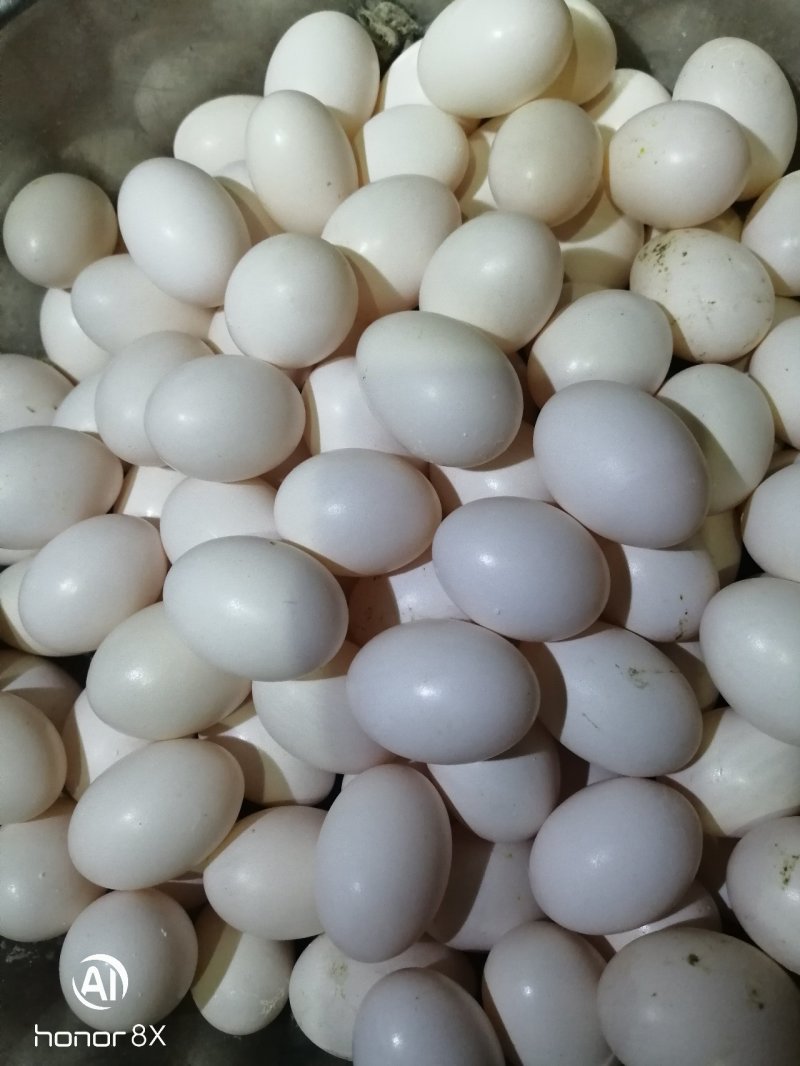 新鲜鸽蛋，纯粮喂养