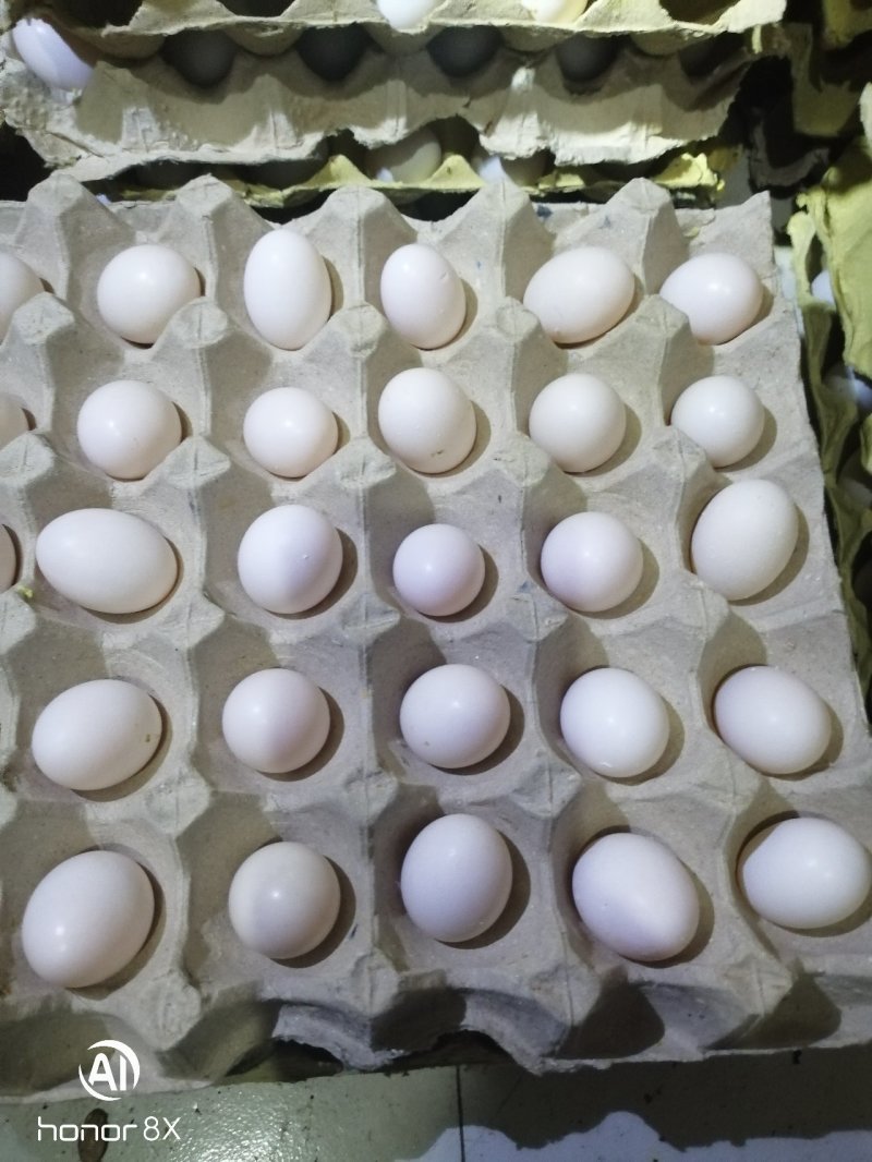 新鲜鸽蛋，纯粮喂养