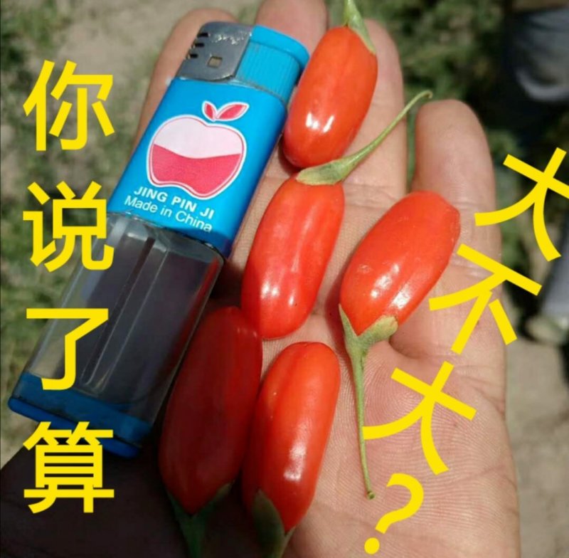 宁夏枸杞苗红枸杞苗产量高基地直销保湿发货包邮