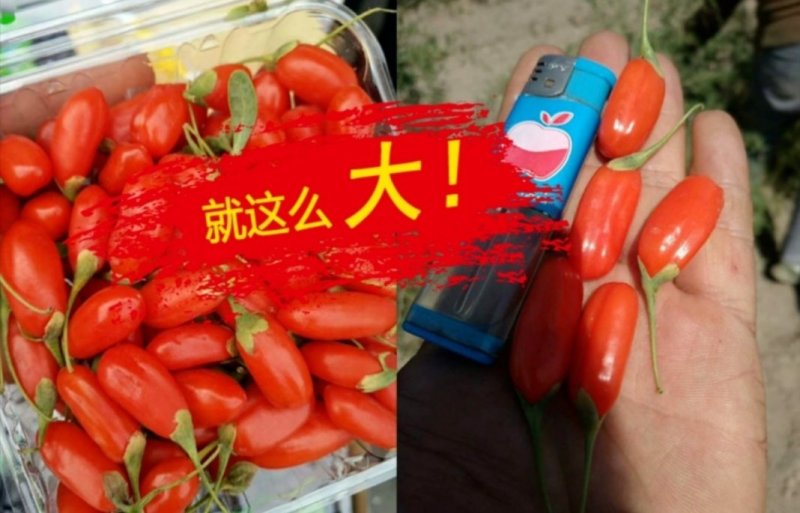 宁夏枸杞苗红枸杞苗产量高基地直销保湿发货包邮