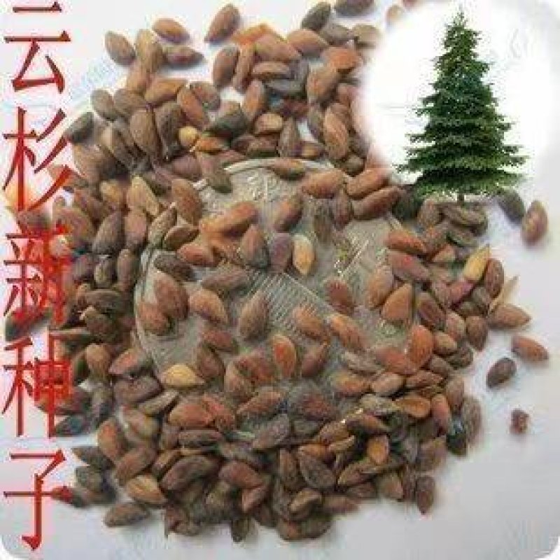 云杉种子新采杉木种子云杉树苗种子茂县云杉杉树种子绿化树木