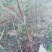 苗木种苗文冠果苗