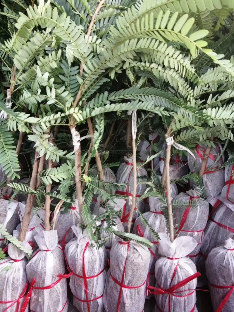 优质余甘果苗基地直发品种诚信经营放心苗