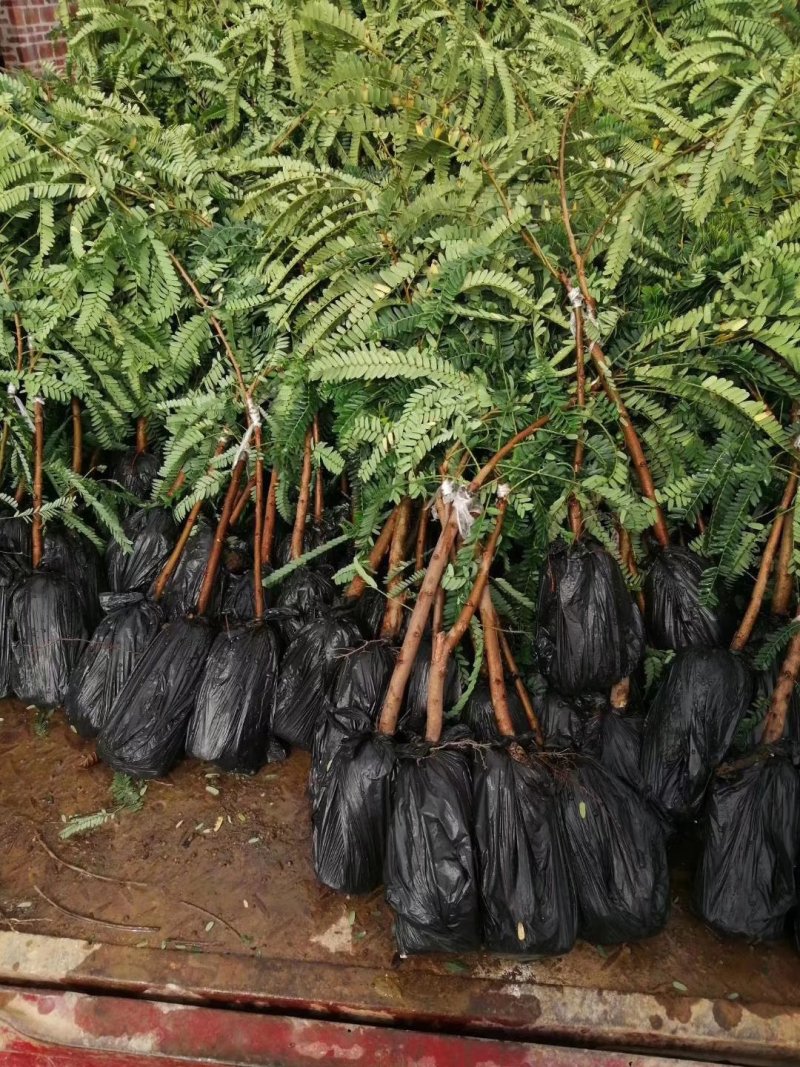 优质余甘果苗基地直发品种诚信经营放心苗