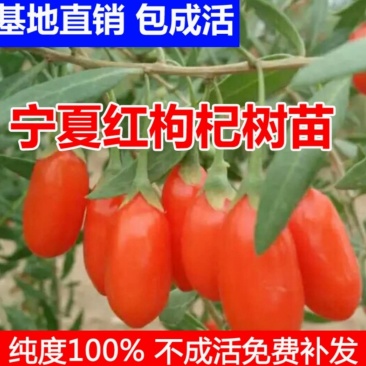 宁夏枸杞苗红枸杞苗产量高基地直销保湿发货包邮