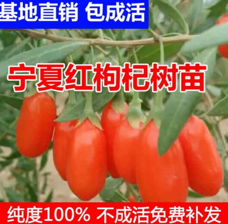 宁夏枸杞苗红枸杞苗产量高基地直销保湿发货包邮