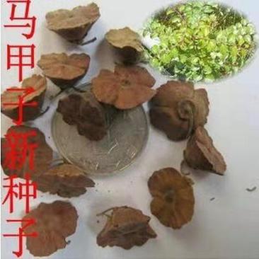 马甲子种子马甲子树种籽铁篱笆铜钱树马鞍树棘盘子