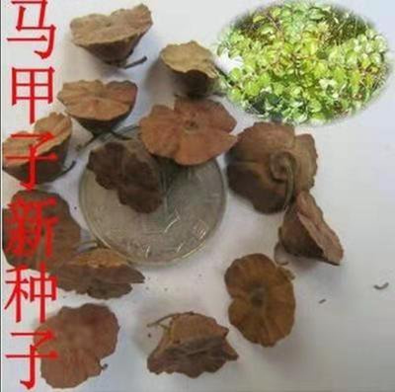 马甲子种子马甲子树种籽铁篱笆铜钱树马鞍树棘盘子