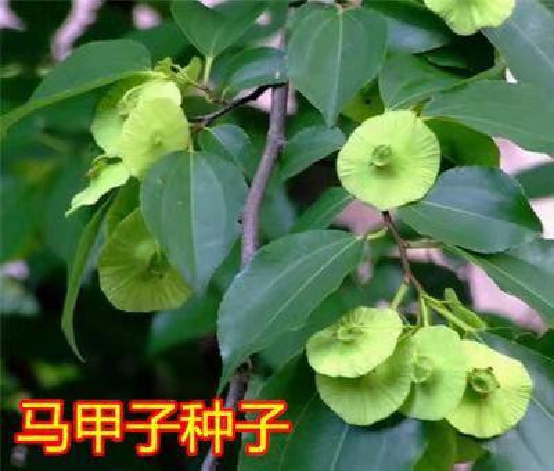 马甲子种子马甲子树种籽铁篱笆铜钱树马鞍树棘盘子