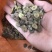 马甲子种子马甲子树种籽铁篱笆铜钱树马鞍树棘盘子