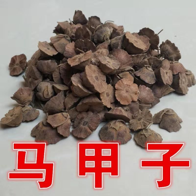 马甲子种子马甲子树种籽铁篱笆铜钱树马鞍树棘盘子