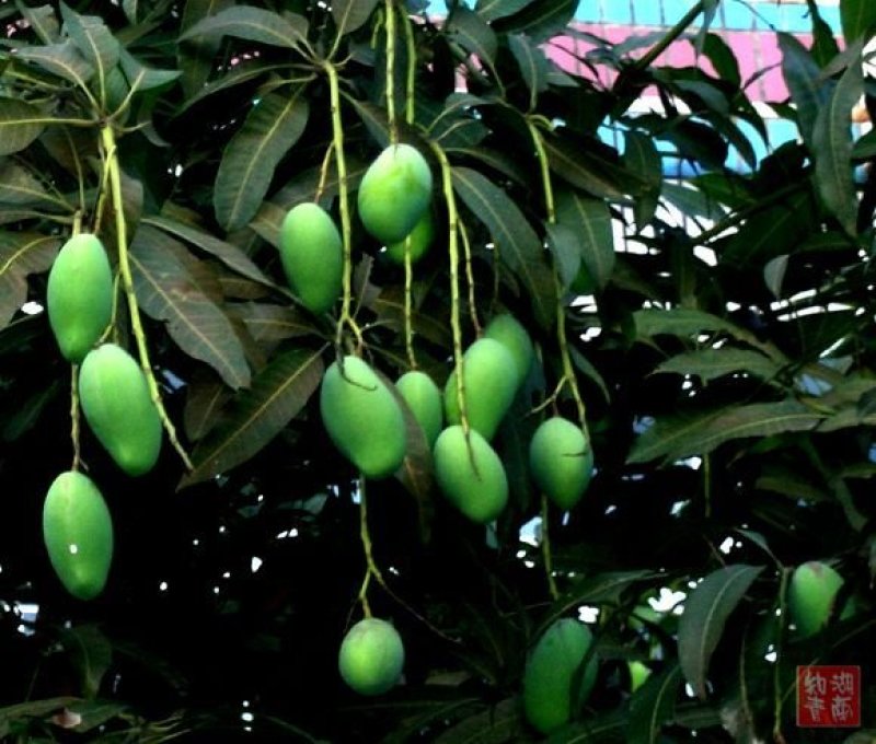 [标题]微生物有机肥10亿菌上榜品牌提高肥力