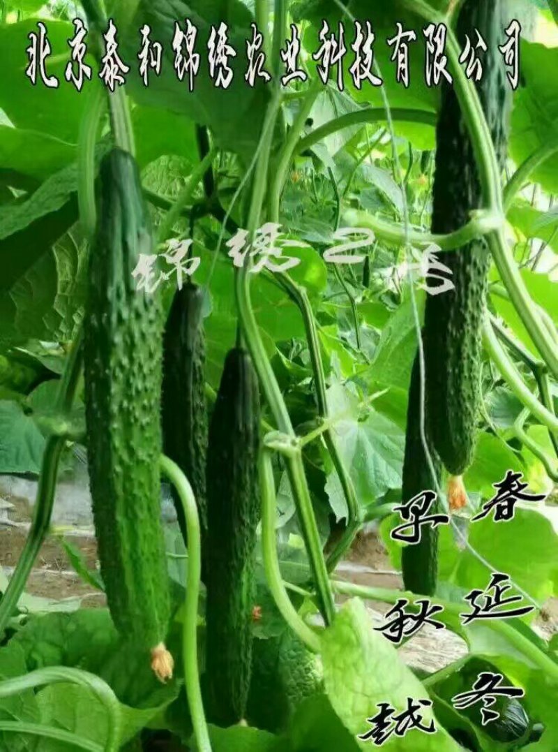 供应黄瓜苗西红柿，冰草，丝瓜